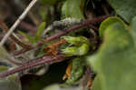 Trailing arbutus